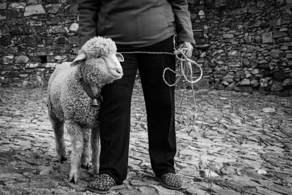 Traditional shepherd holding a lamb with a bell in a rural stone village, symbolizing the origins and heritage of wool craftsmanship.