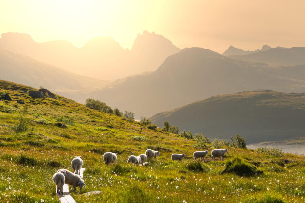 Sheep grazing in a sunlit Spanish valley — representing the natural origins of Castilwool, a wool scouring company in Spain committed to sustainable processing.