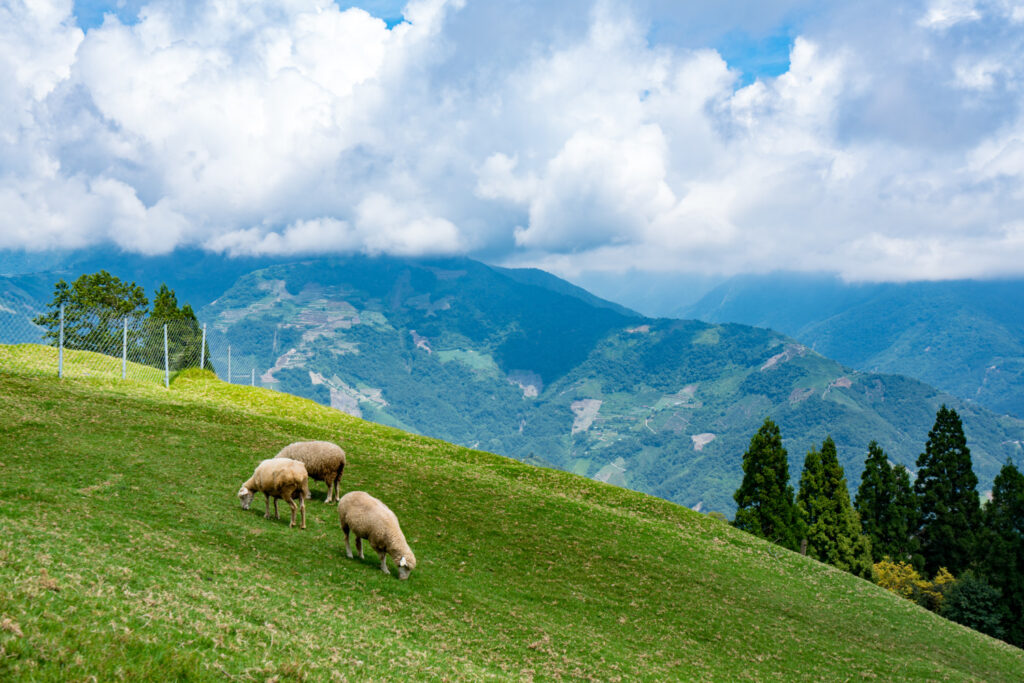 Three sheep grazing peacefully on a green hillside with expansive mountain views and a cloudy sky in the background.